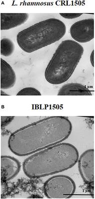 Immunomodulatory Properties of Bacterium-Like Particles Obtained From Immunobiotic Lactobacilli: Prospects for Their Use as Mucosal Adjuvants